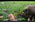 Sloths friend group