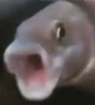 Fishy Epic Enterorises