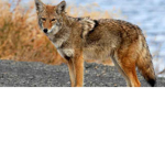 Coyote brothers fan group