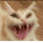 리돌이