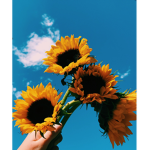S u n F l o w e r s!