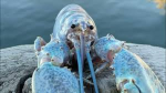 Leviathan Lobster God