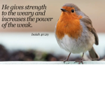 Bible birb