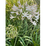 White_Flowers