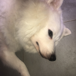 MY DOG IS A CUTIE