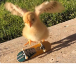CHICKENNN NUGGETSSSSS