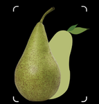 pear development