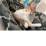 Kitties 2468