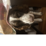 Cody the cutest dog