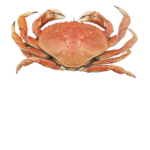island of crabs