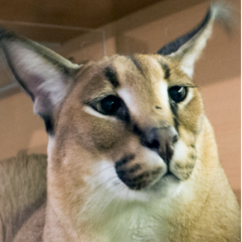 FLOPPA FLOPPA FLOPPA FLOPPA