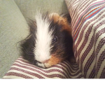 Pandane