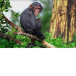 The Monke Pro’s