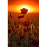 ~| Sunrise Secondary School |~