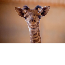 survival the girafficmane