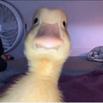 Ducky and dino sqaud
