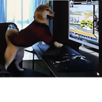 Dogs United (NATO Alliance)