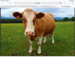 The Cow Fan Club