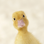 ducky bgs group