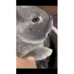 Bunny loves robux