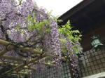 Kurosawa Shrine || 黒澤神社