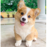 We luv corgis!