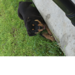 Rottweiler gang and pit bull