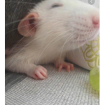 We love rats for life