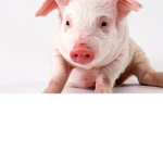 PIGSQUAD