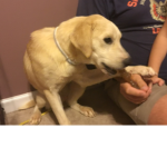 I all the puppies in the world