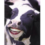 Cows united!!! <3