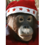 ORANGUTAN GROUPS