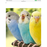 The Birds swarm