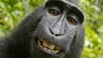 Monkeyboysinc.
