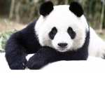 SaveThePandasNow