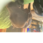 Dogs are GOD