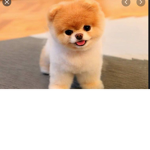 The cutest little dog boo