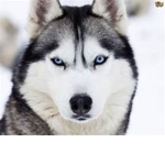 Husky's snow