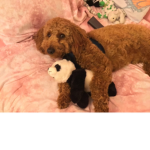 Qtbear fan group!!!
