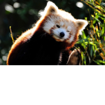 Animals! They are amazing!