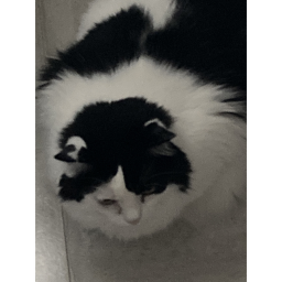 Kitty Cat Jumps