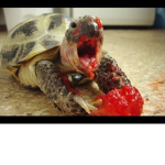 turtle sqwad