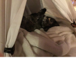 Cat cute I love cat