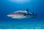 red sharkgang
