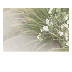 Cherryblossom_playz