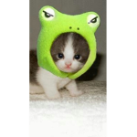 Kittens lol