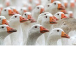 The Goose Cult