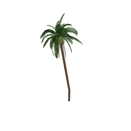 Coconut Tree #