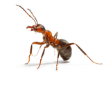 antman army