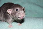 The Superior Rat Group